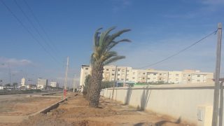 غرس النخيل قرب المديرية الإقليمية للتعليم و بحي النكد