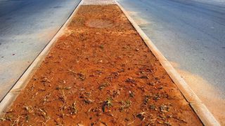 بداية غرس وسط شارع محمد الخامس