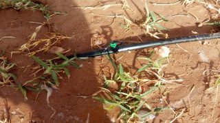 نجاح عملية السقي بالتنقيط بشارع محمد الخامس