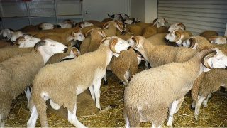 إعلان: المجزرة الجماعية رهن إشارة الساكنة يوم عيد الأضحى