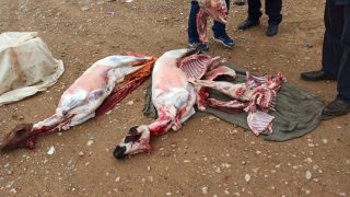 حجز الذبيحة السرية بالسوق الاسبوعي ثم اتلافها والقاءها بشاحنة الأزبال بالمحجز البلدي