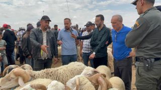 مراقبة الوضع الصحي للأغنام بالسوق الأسبوعي لجرسيف