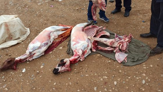 حجز الذبيحة السرية بالسوق الاسبوعي ثم اتلافها والقاءها بشاحنة الأزبال بالمحجز البلدي